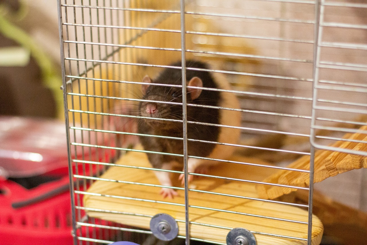 Bild von Fred der Ratte